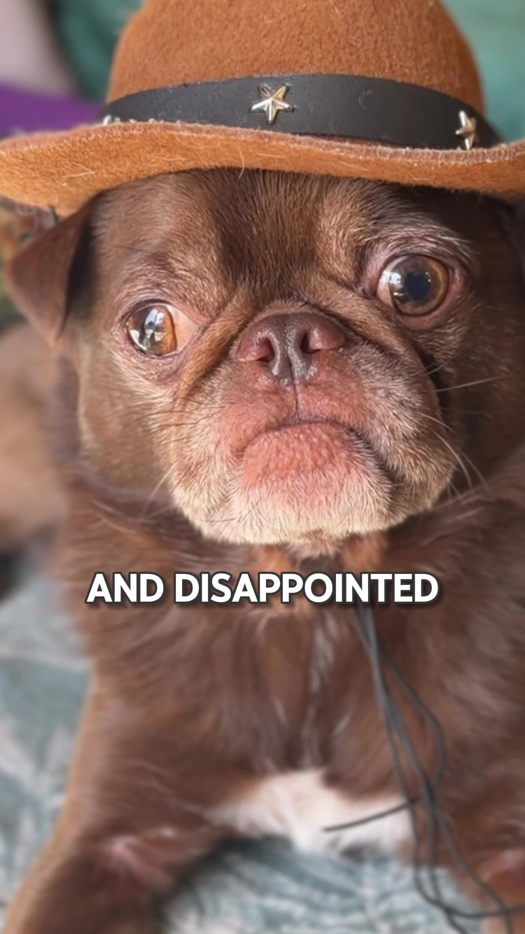 @ChilliThePug