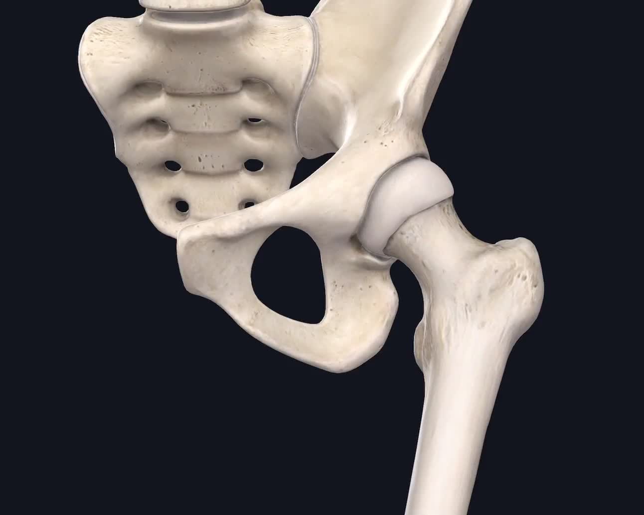 @Pasi&oacute;n por la Anatom&iacute;a
