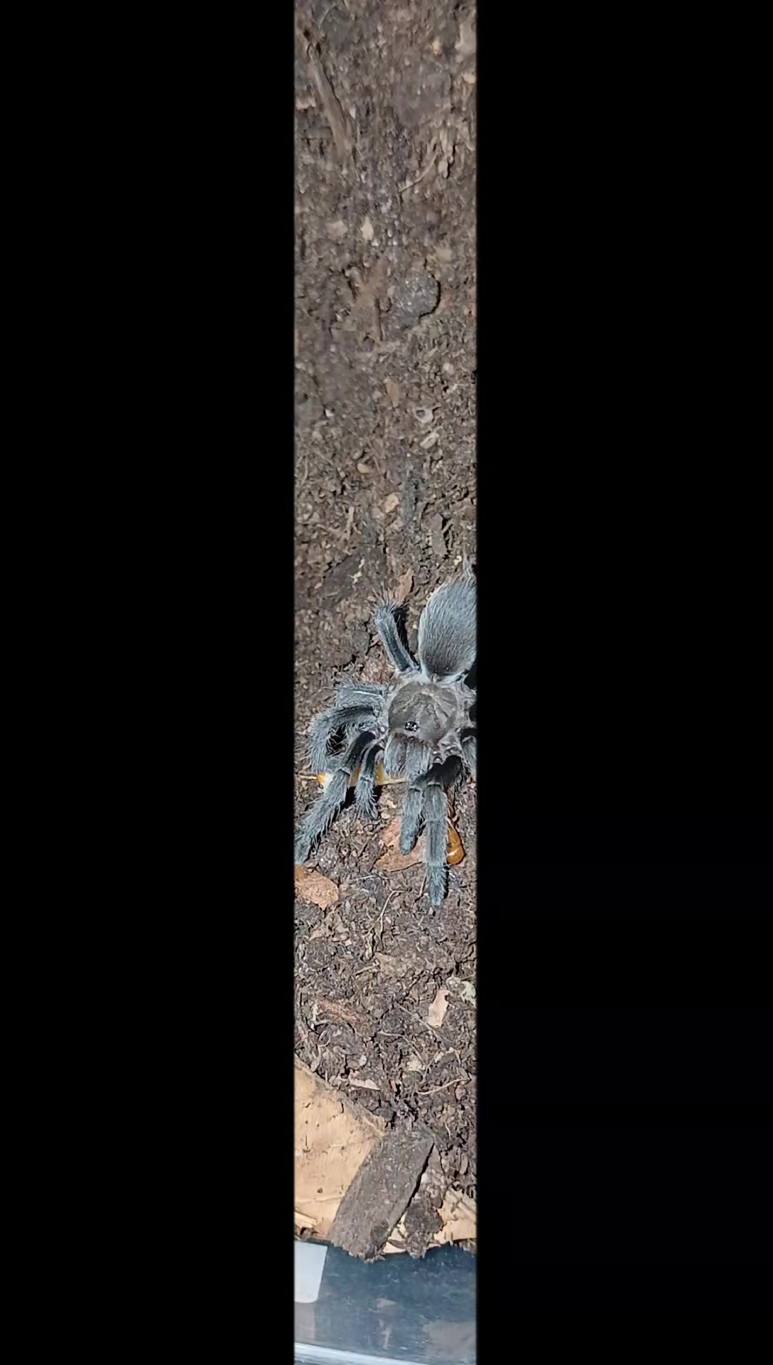 @craigscritterworld1