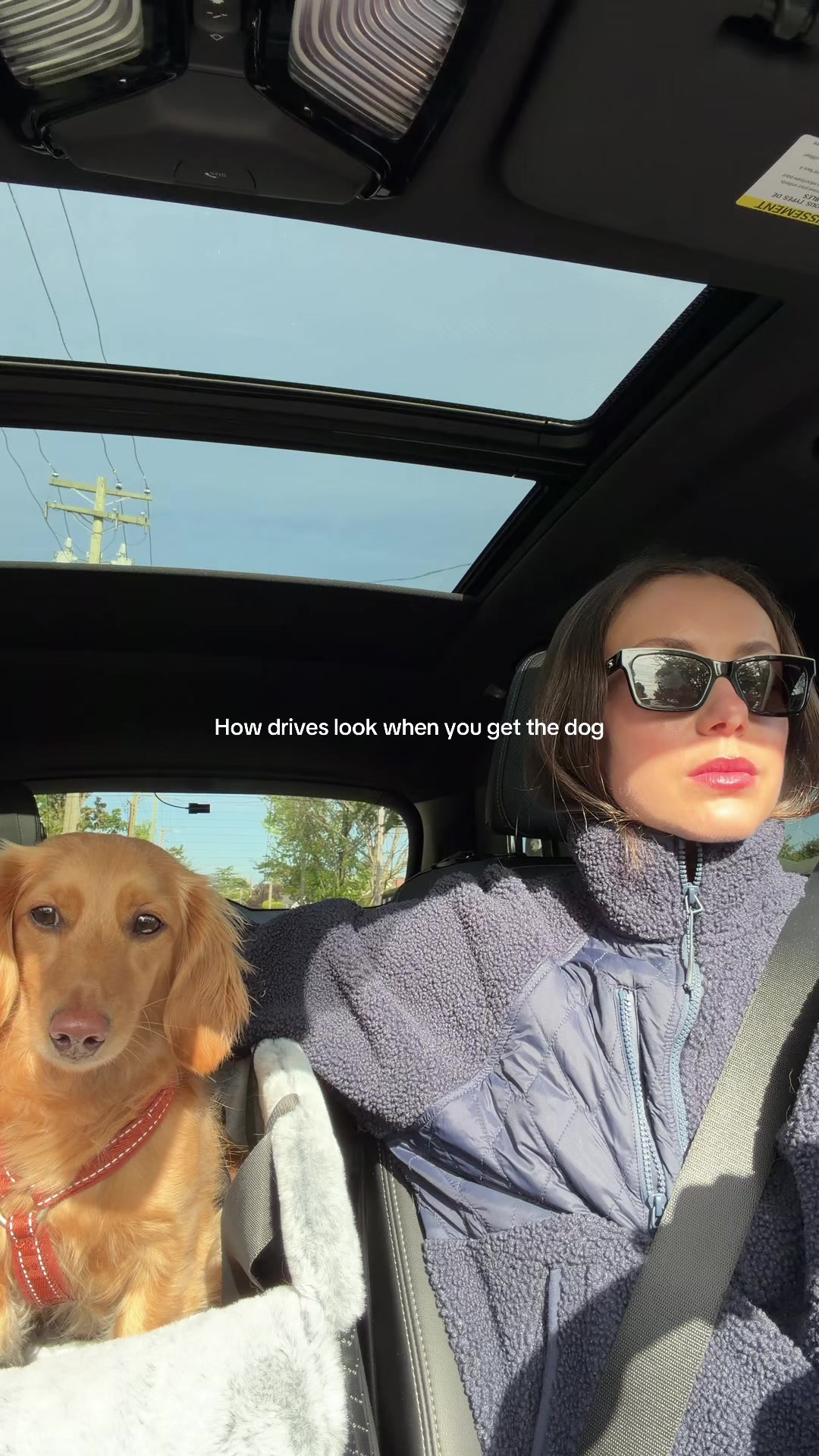 @cashewdachshund