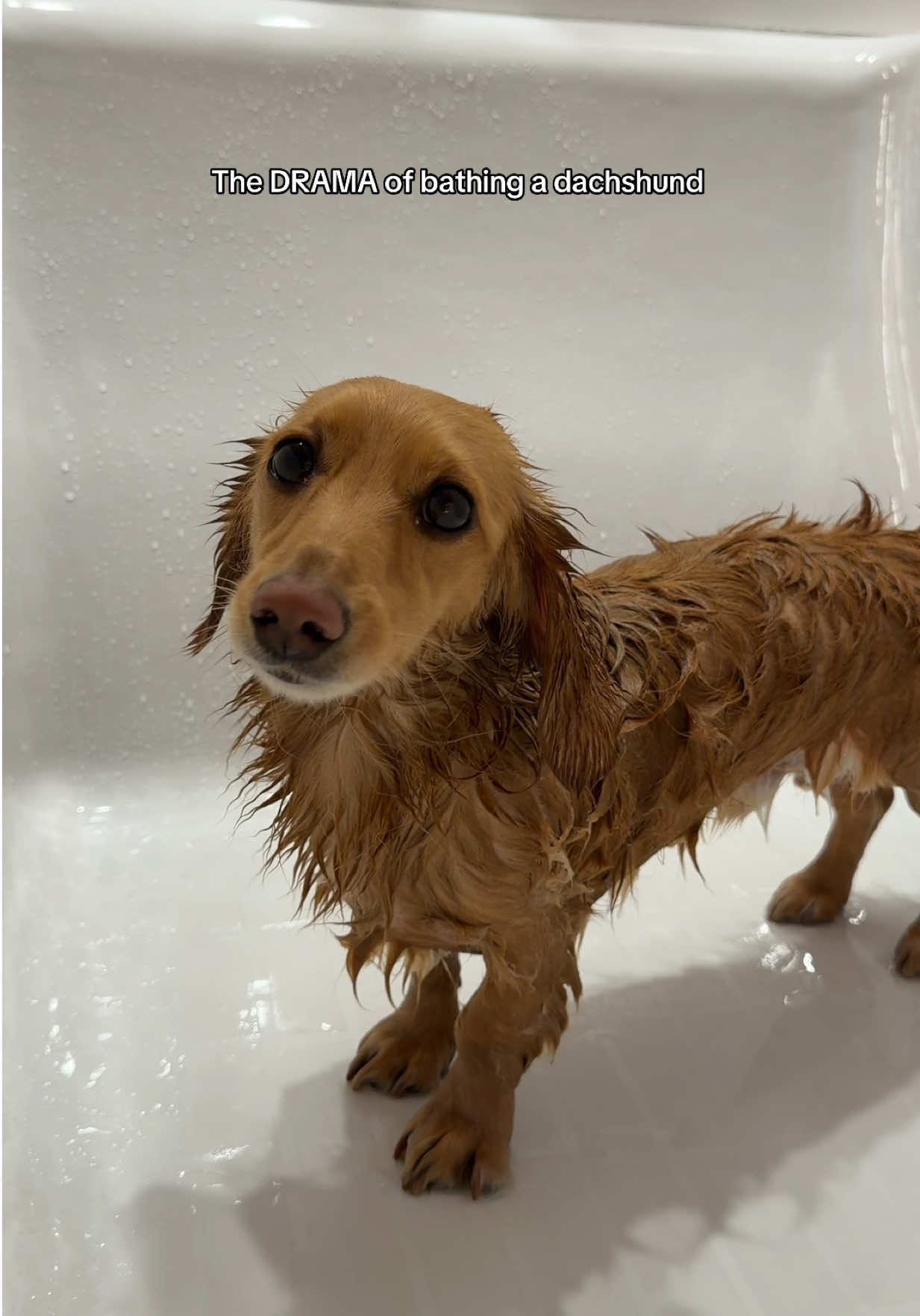 @cashewdachshund