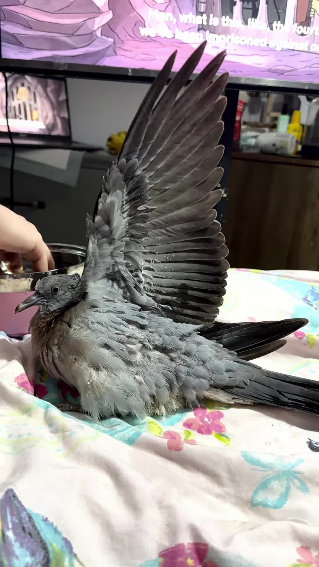 @Nekobutts 🐦