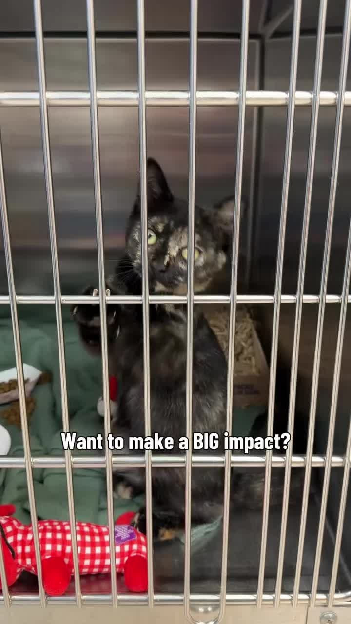 @love for all paws rescue