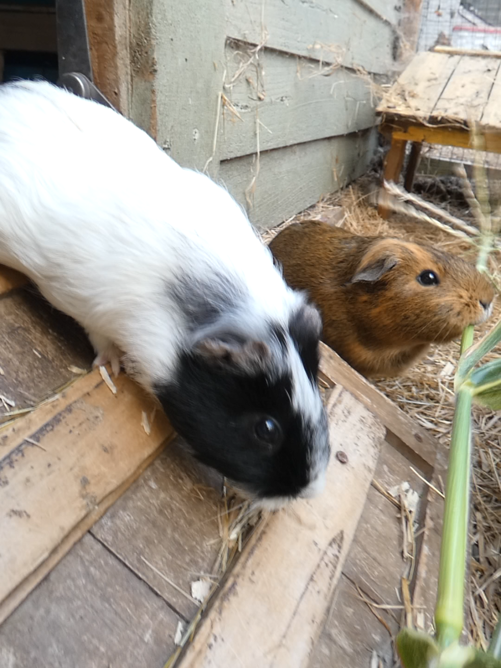 @Guinea Pig Dad