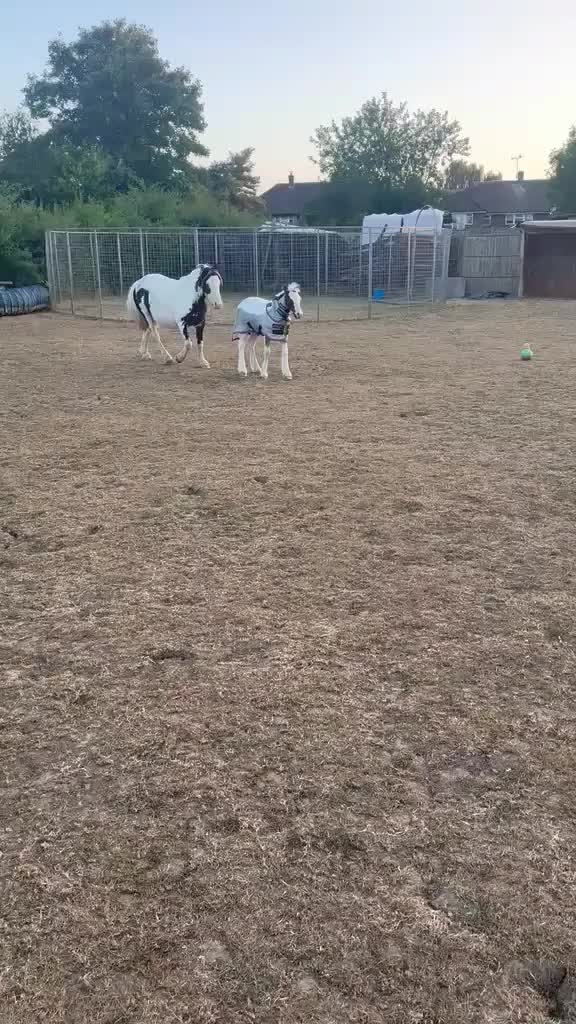 @Valgrays bc & animal rescue