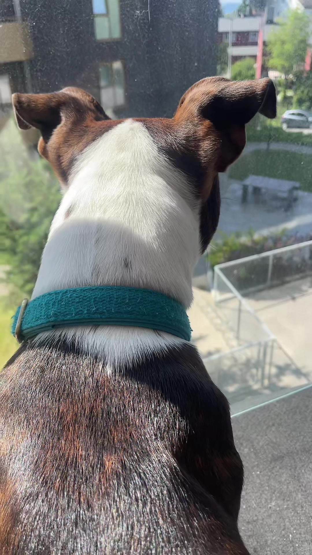 @Britney.paws🐾✨