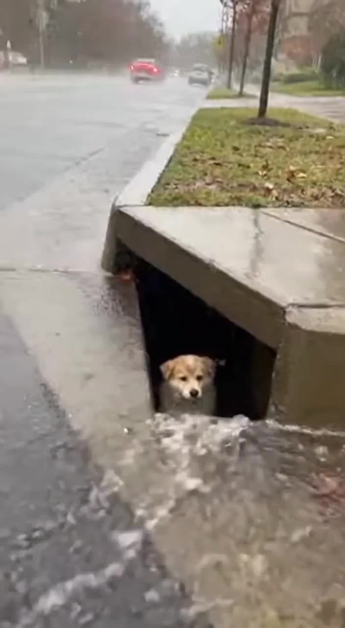 @animalslife2026