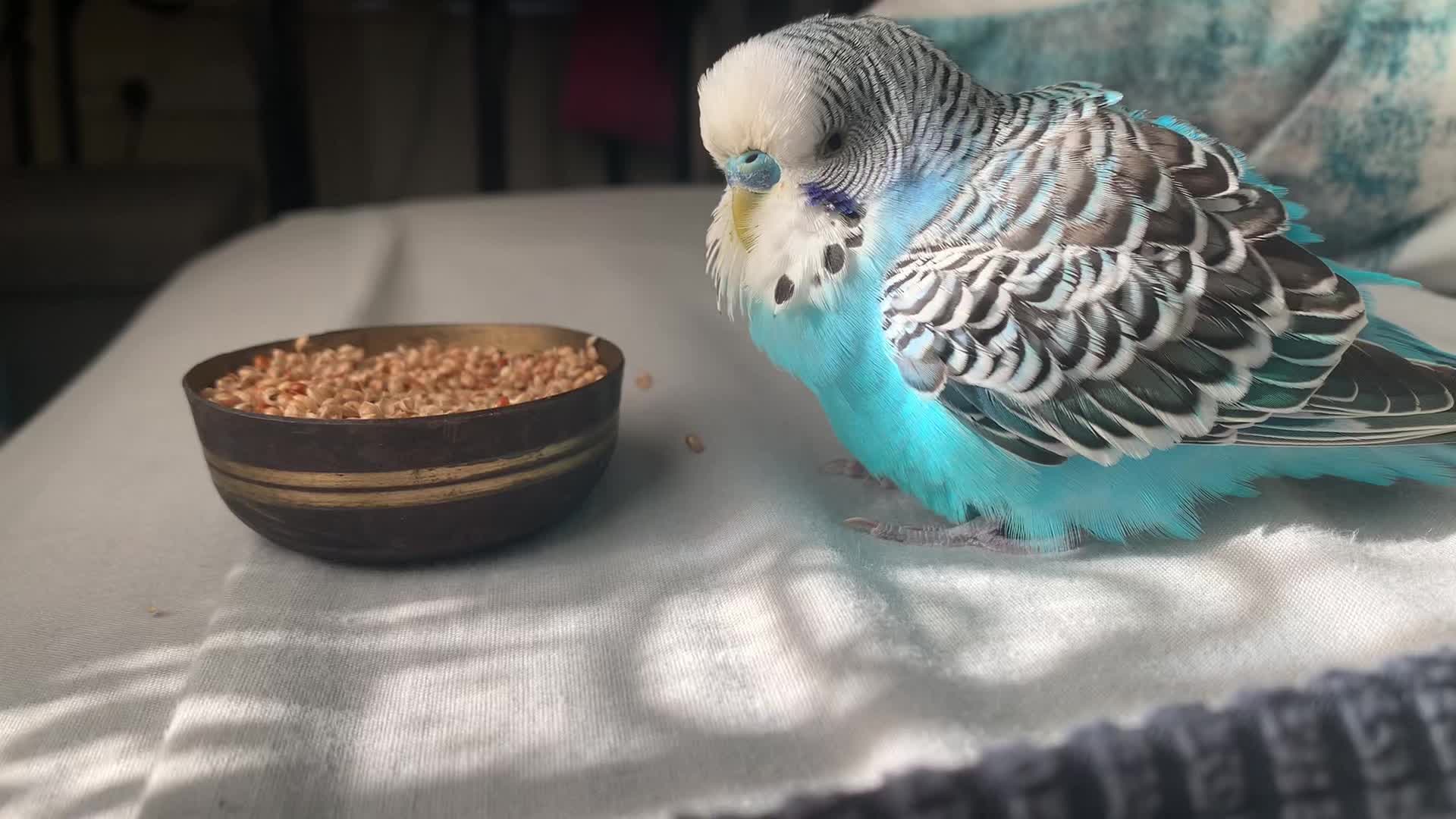 @Blu_the_budgie 🇹🇹