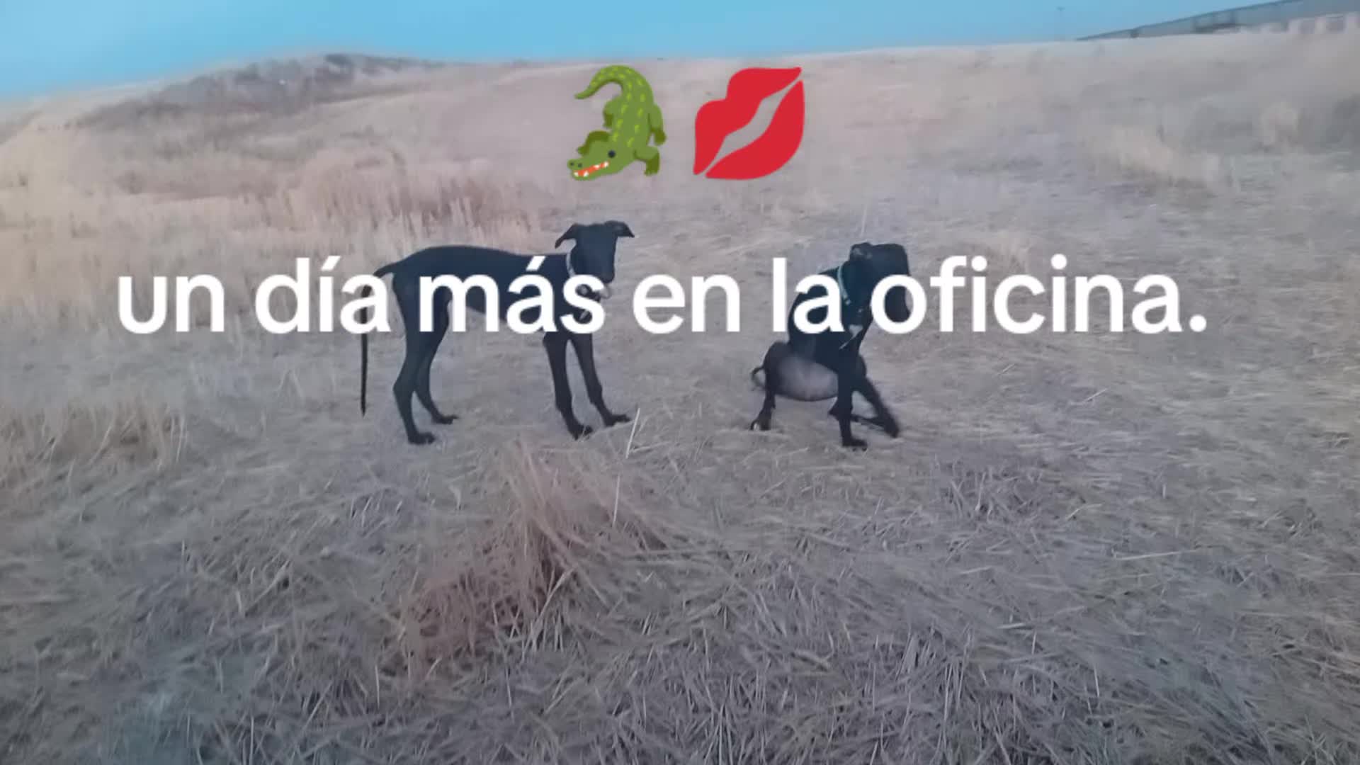 @cocodrilo