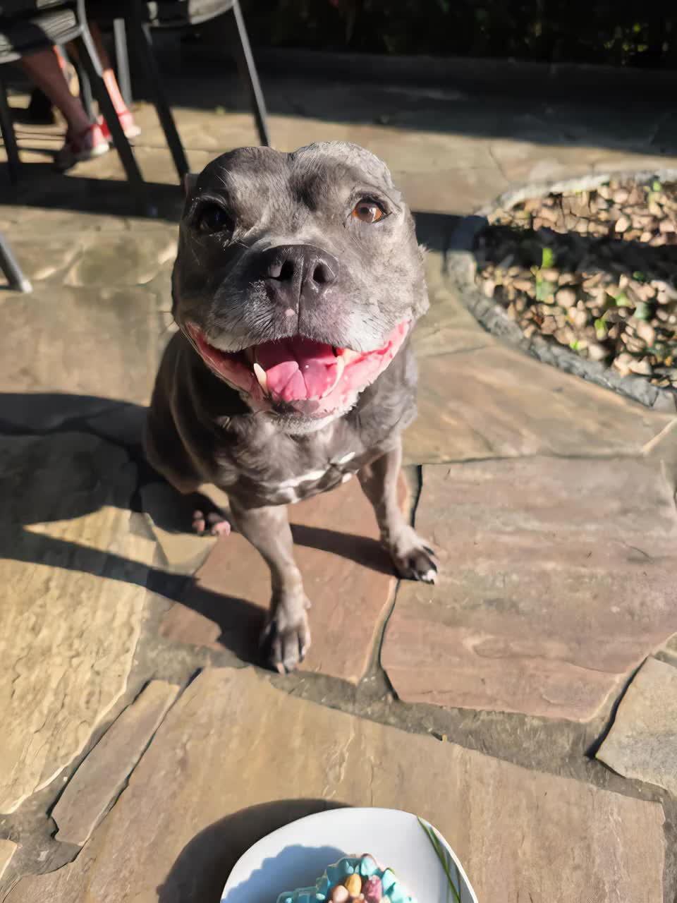 @Zara Alukanija Kiyomi 🐕🐾
