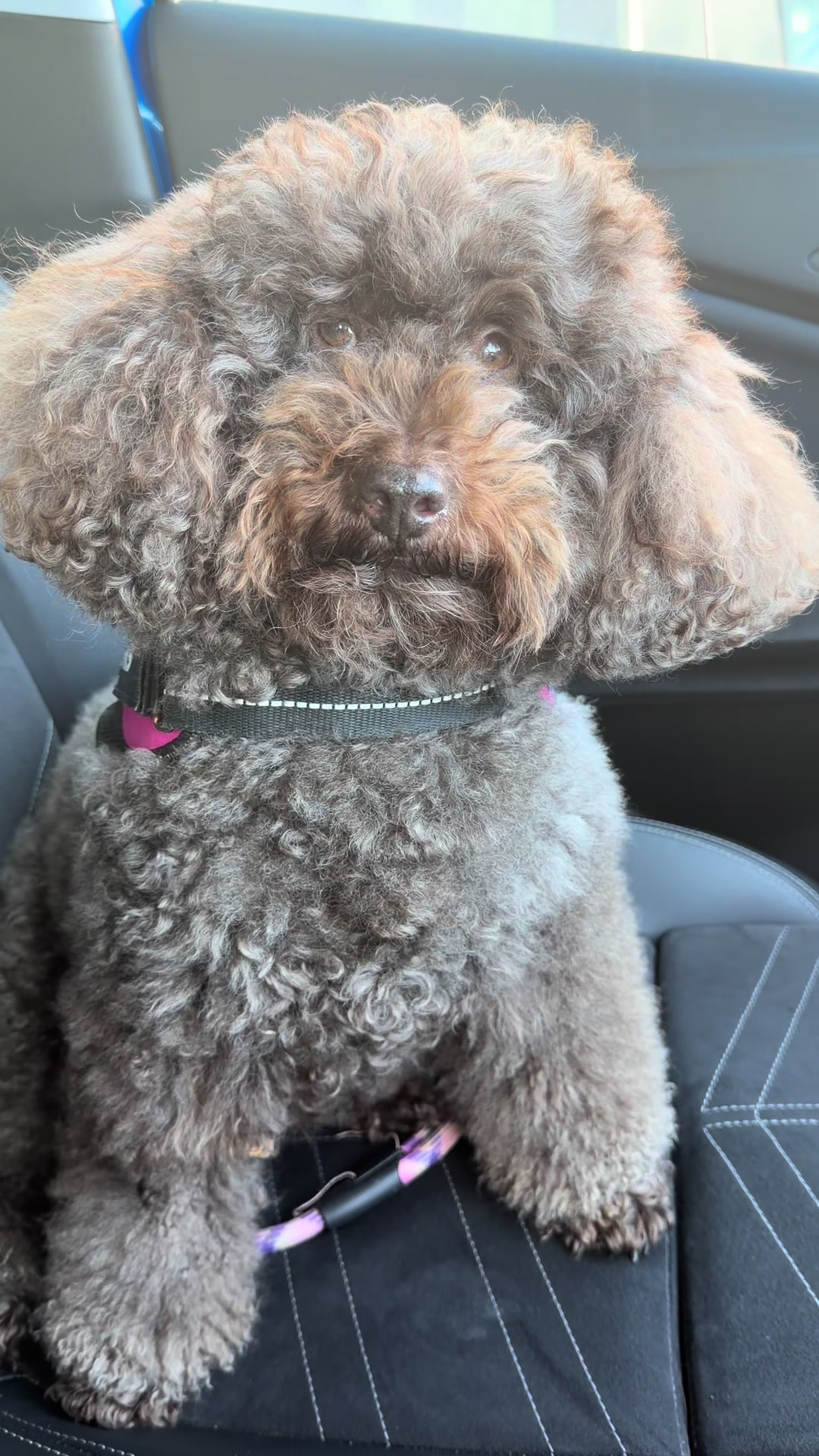 @Coco the Poodle & friends