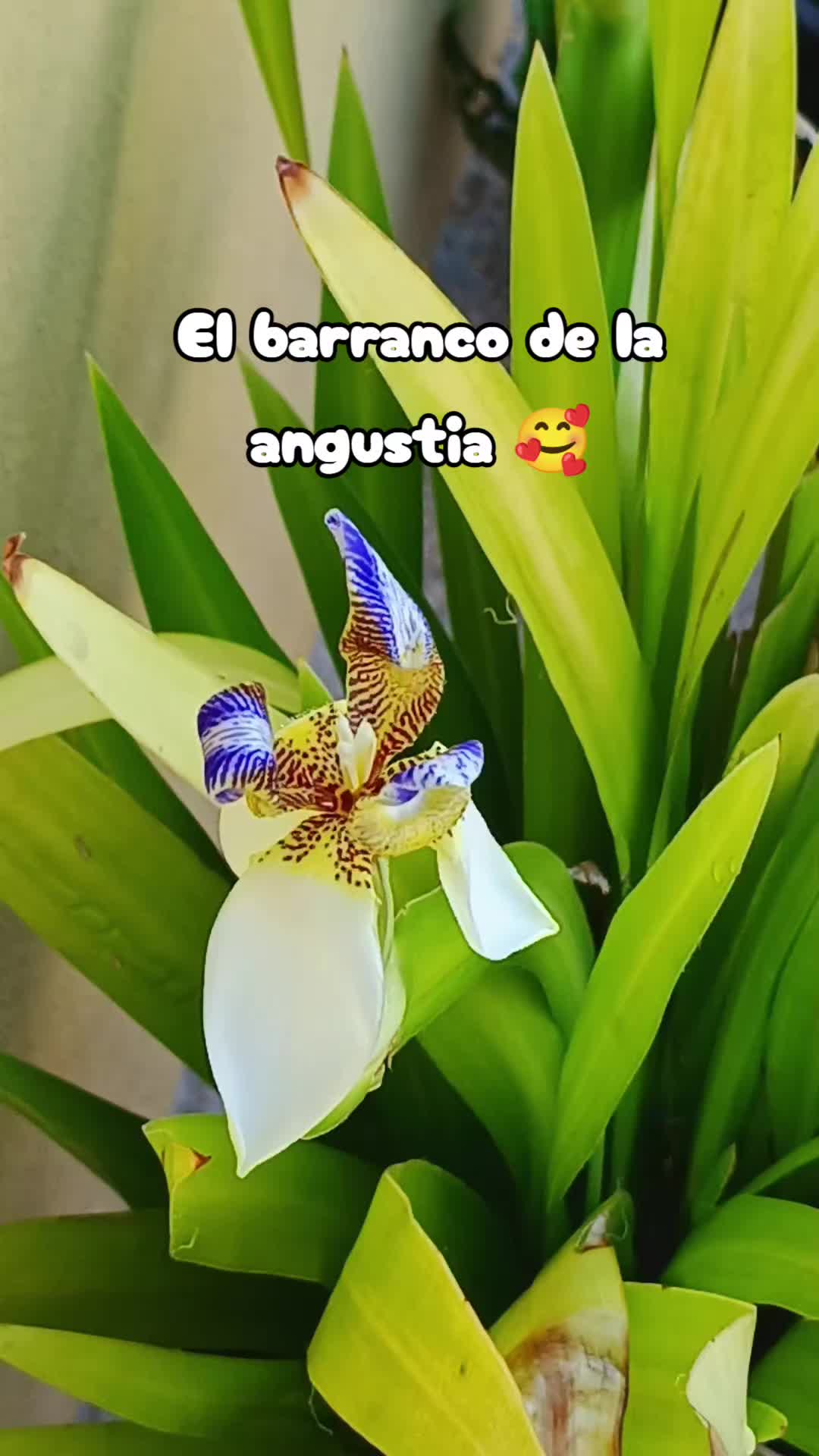 @Gicela Navarro