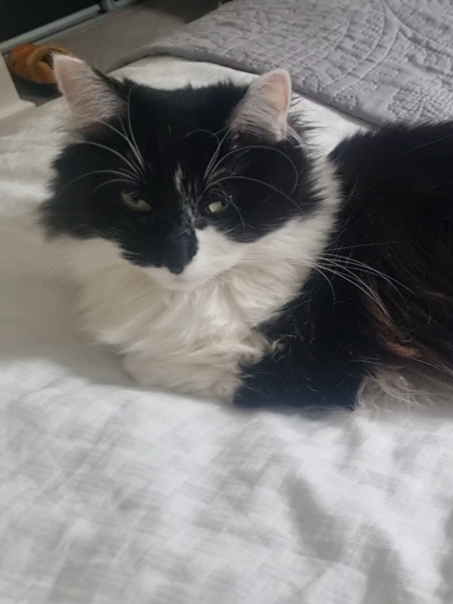 @2catlife