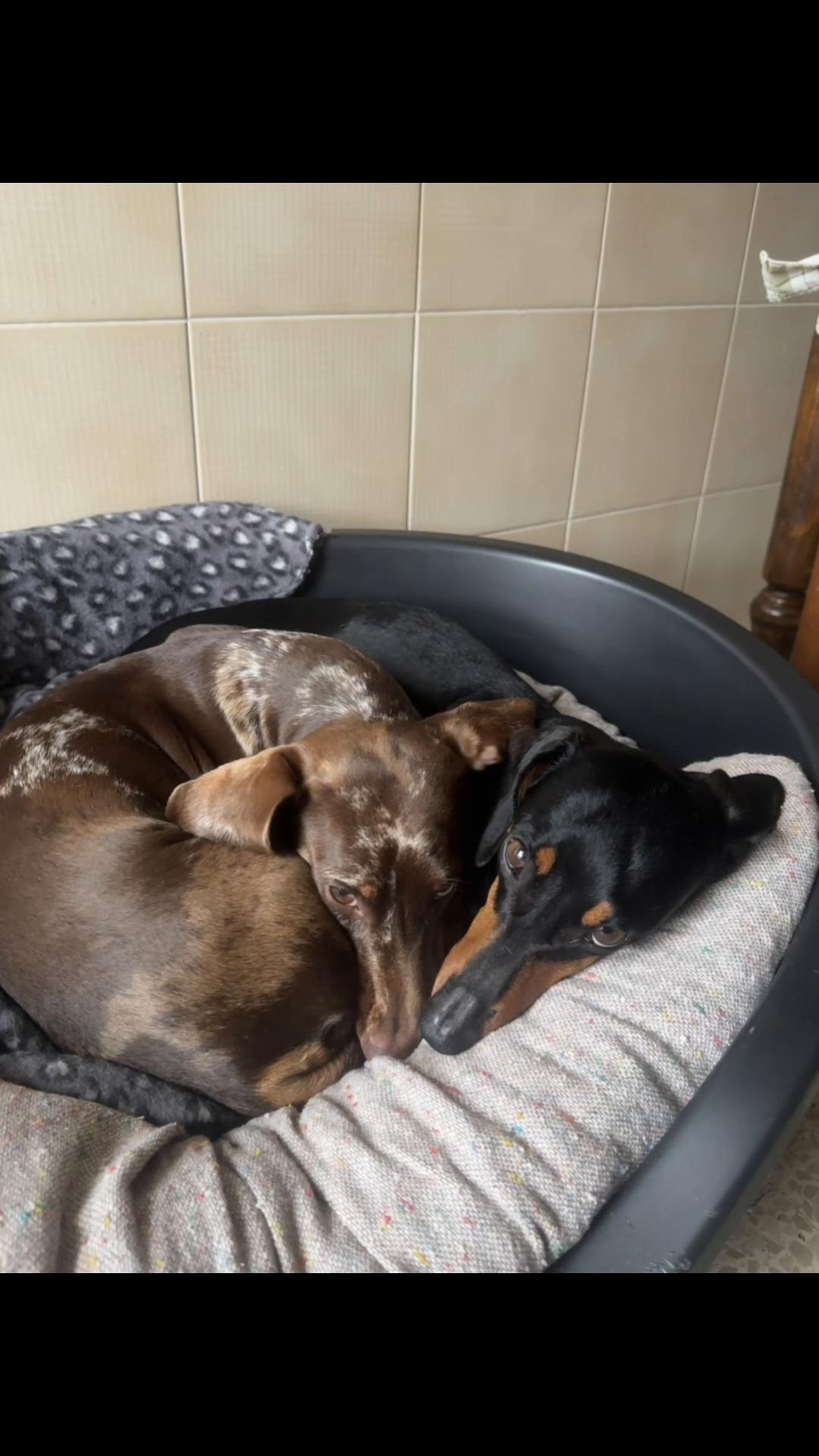 @The Dachshund House