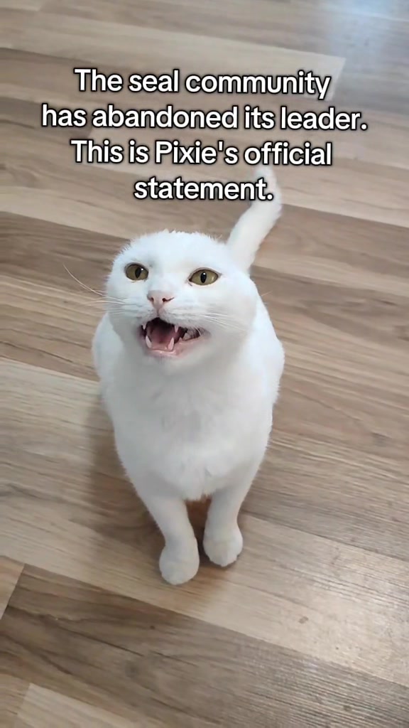@Fluffy and Pixie