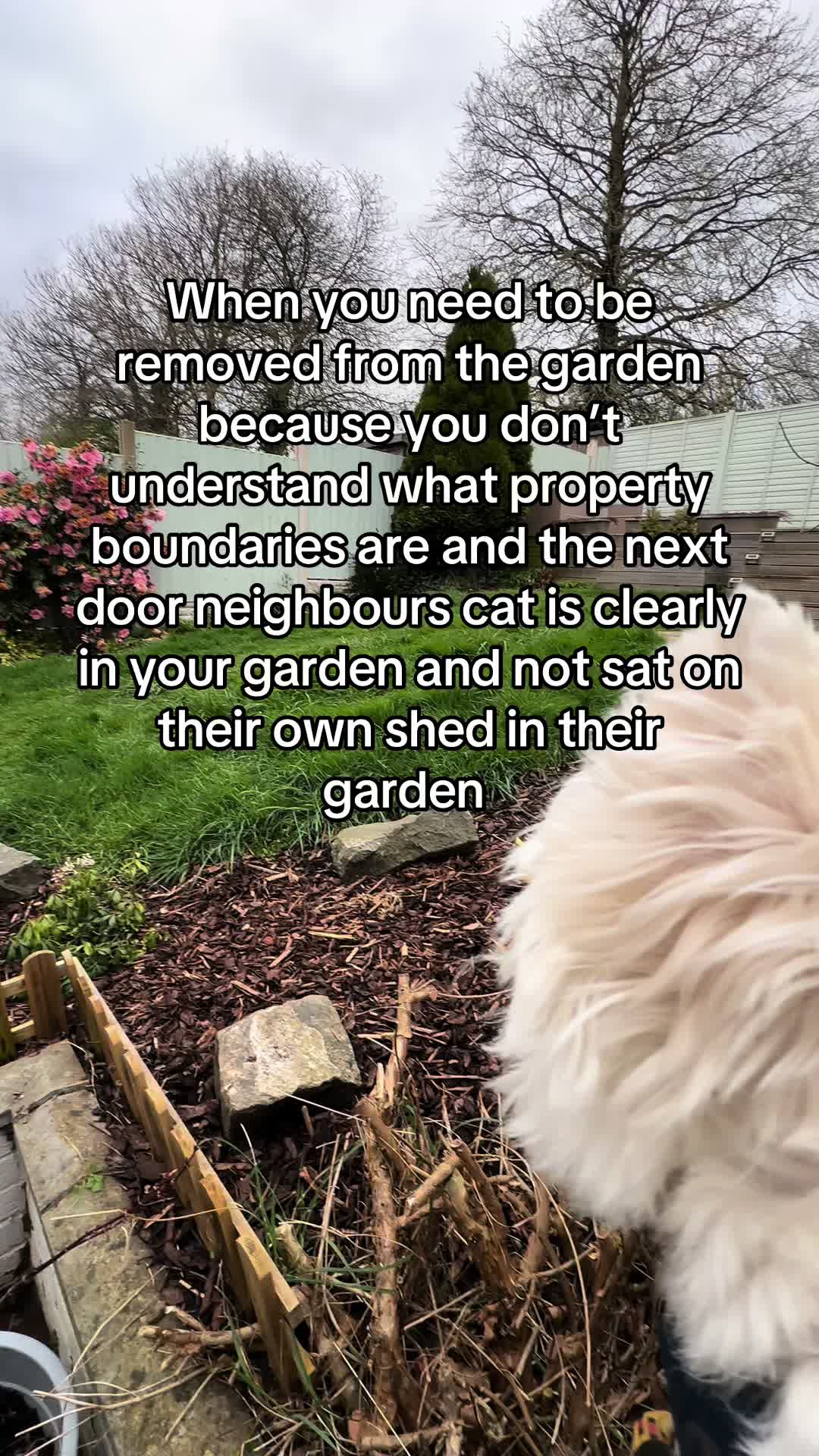 @Luna The Westie