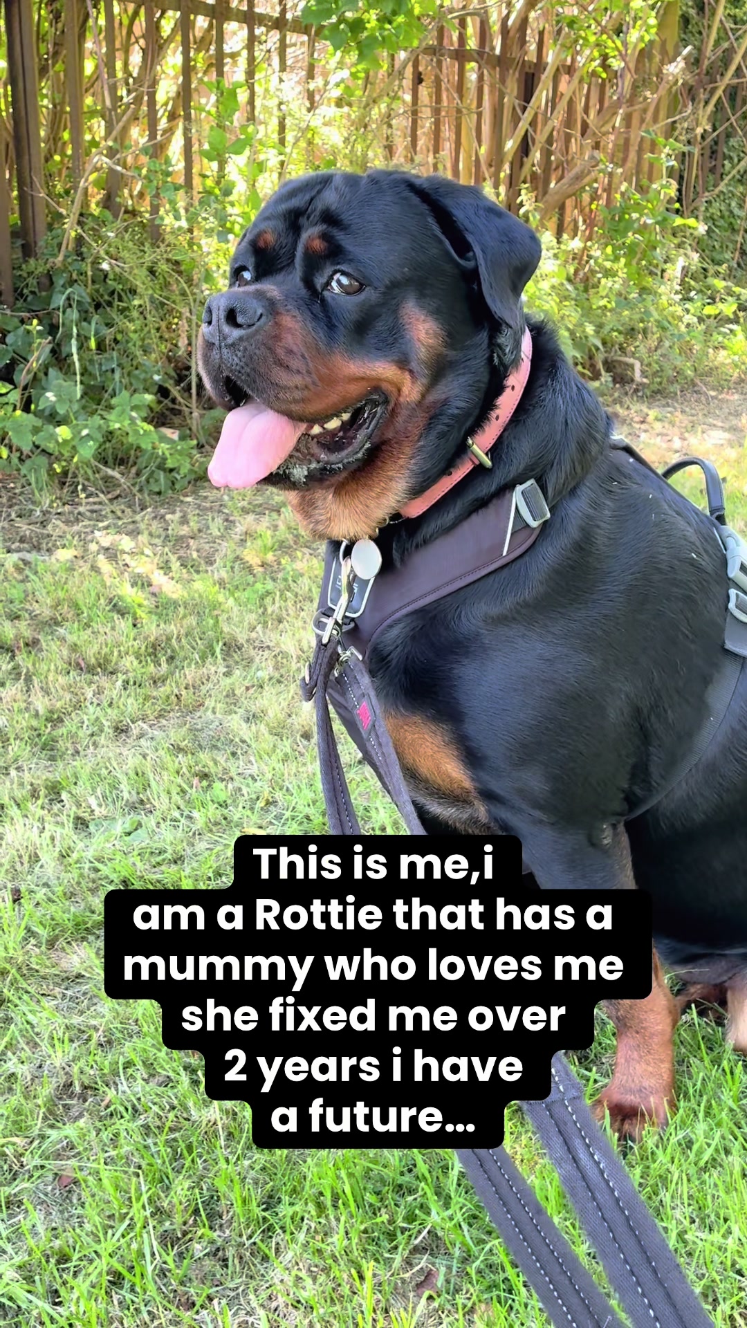 @❤️Rottiexena❤️Rottweiler Dog