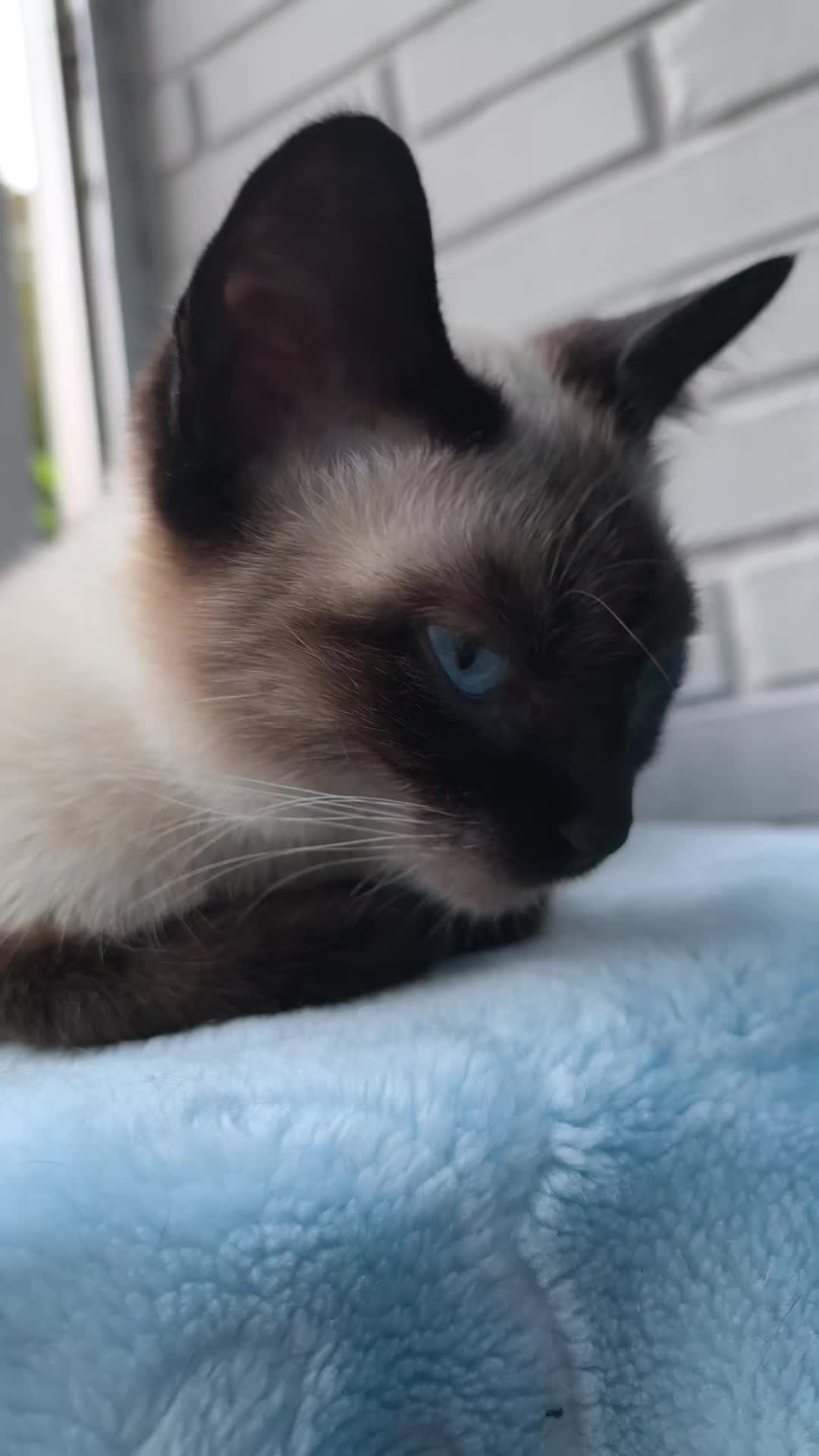 @La loca de los gatos