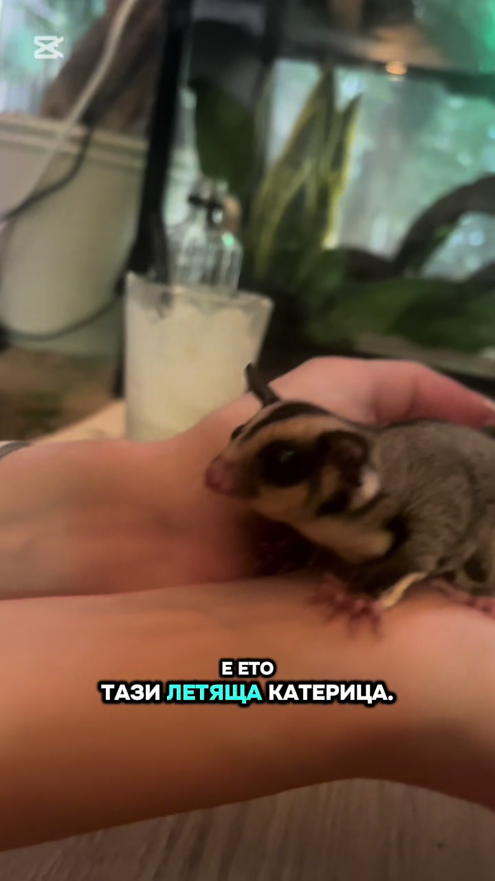 @Ani Todorova