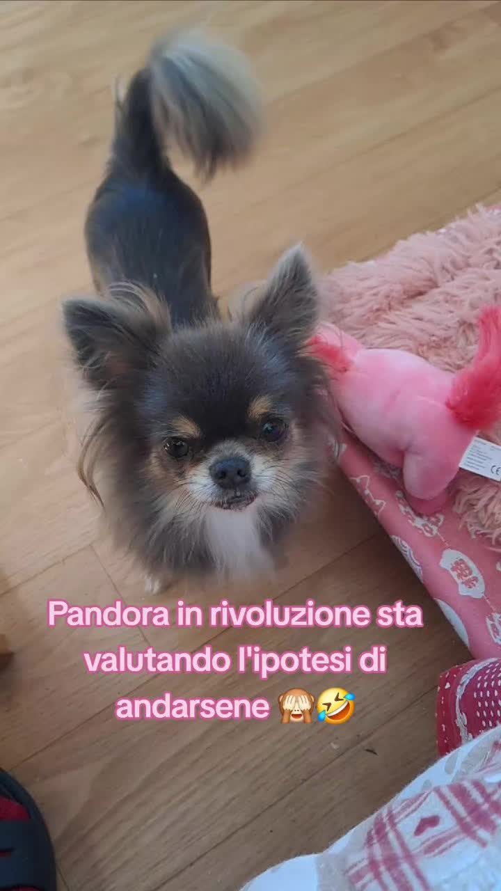 @Isobel ❤️ Pandora & SkifoGatti