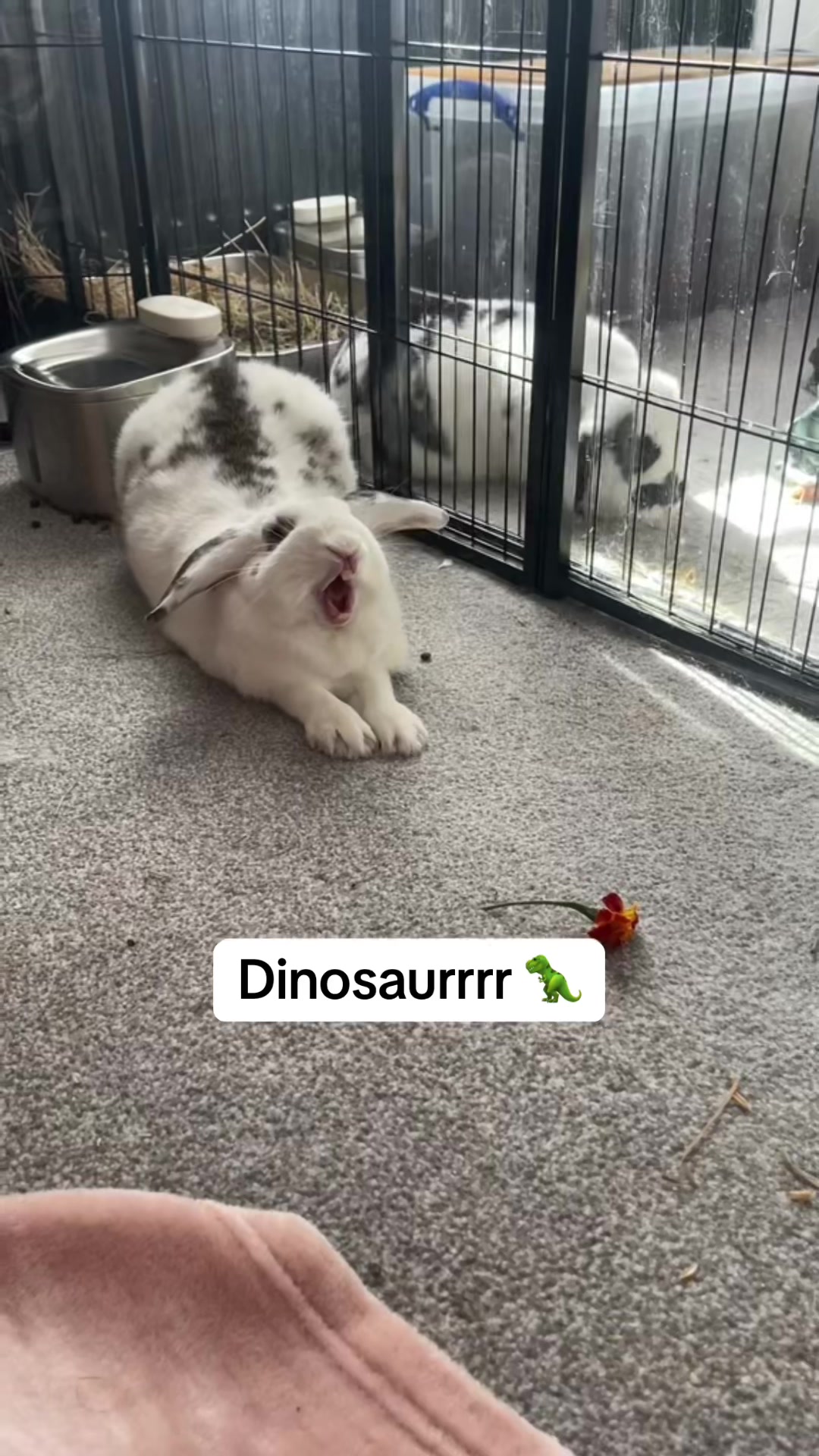 @Bun, two, three, four