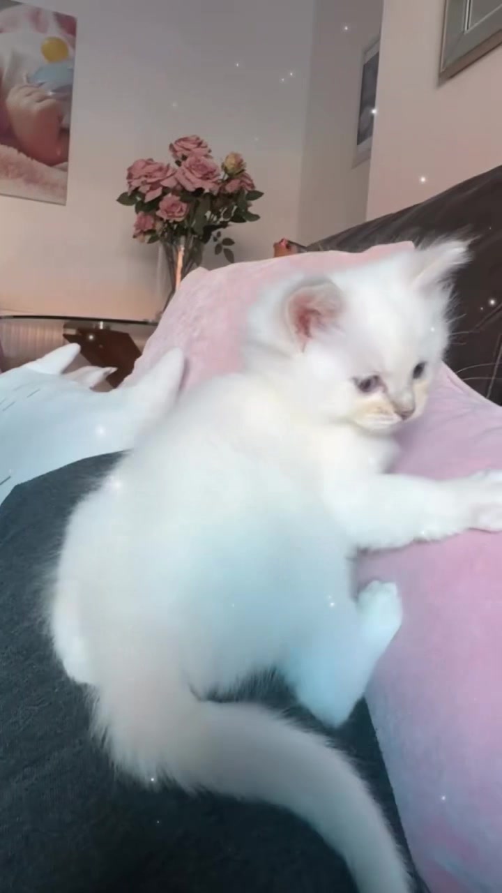 @D.Damazyn