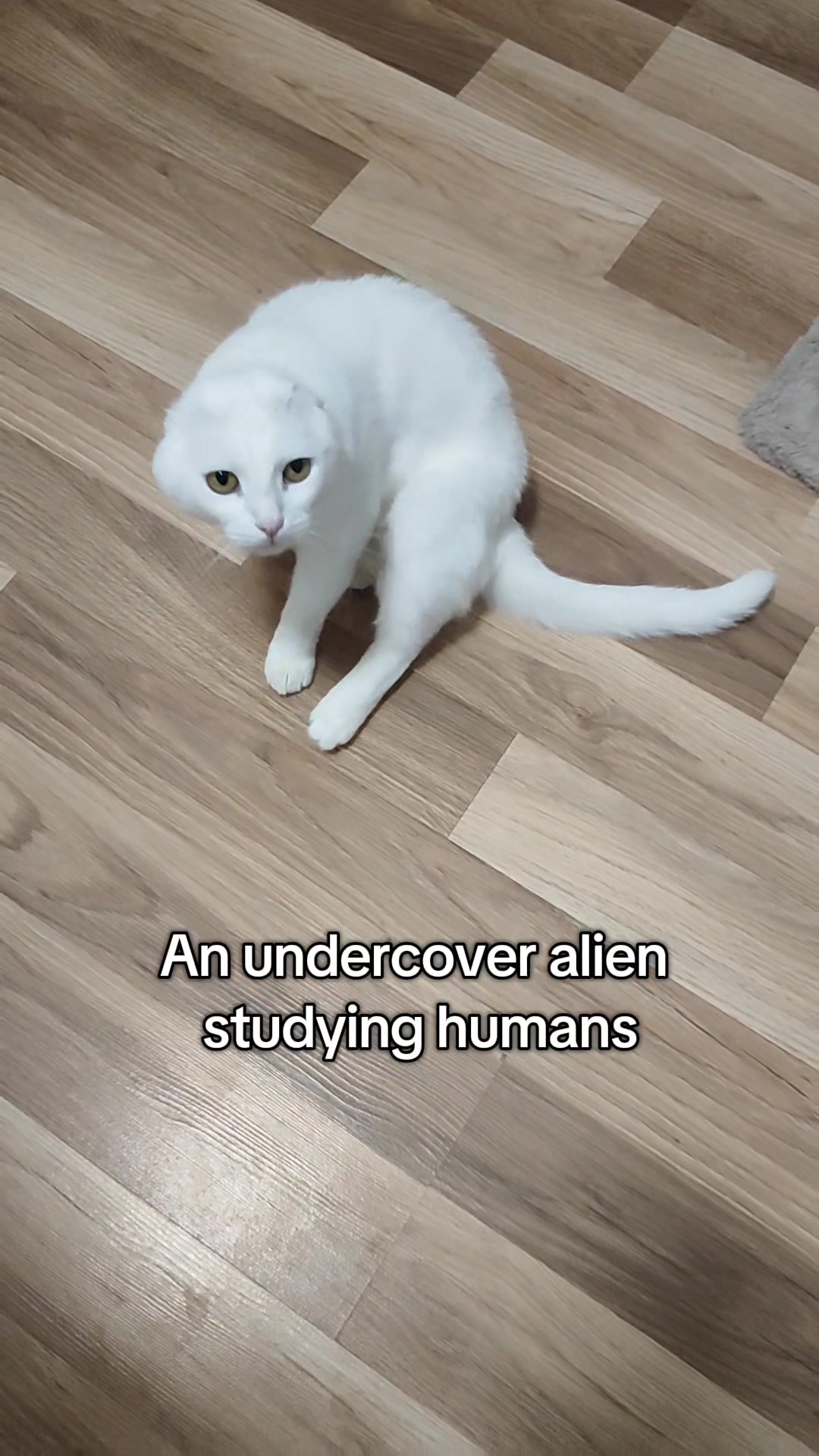 @Fluffy and Pixie