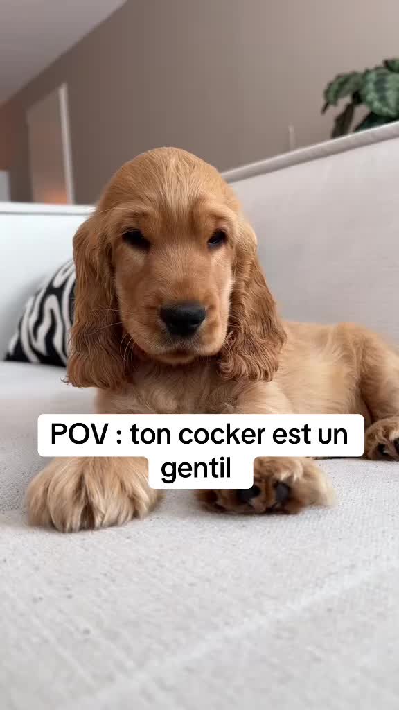 @coeur.de.cocker