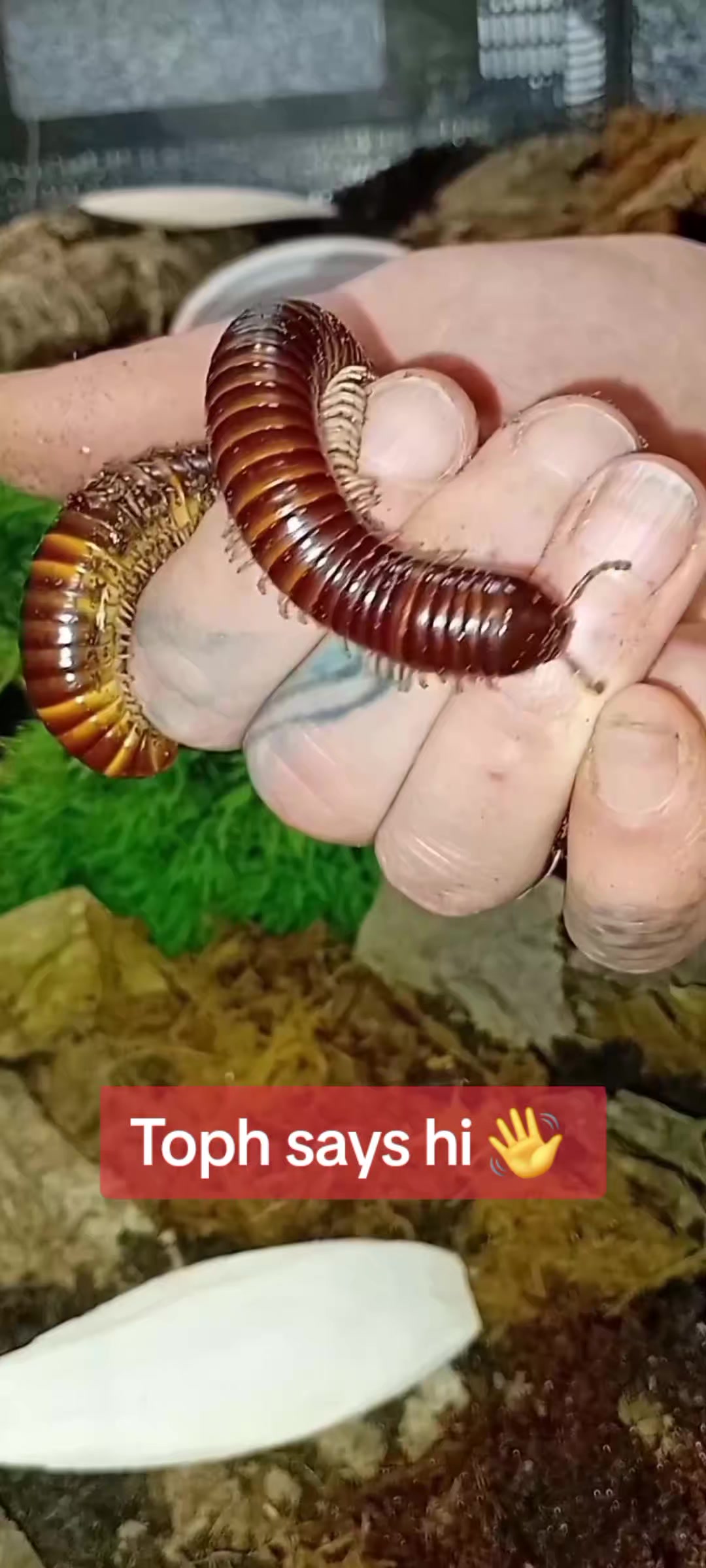@creepy.crawlie.claire