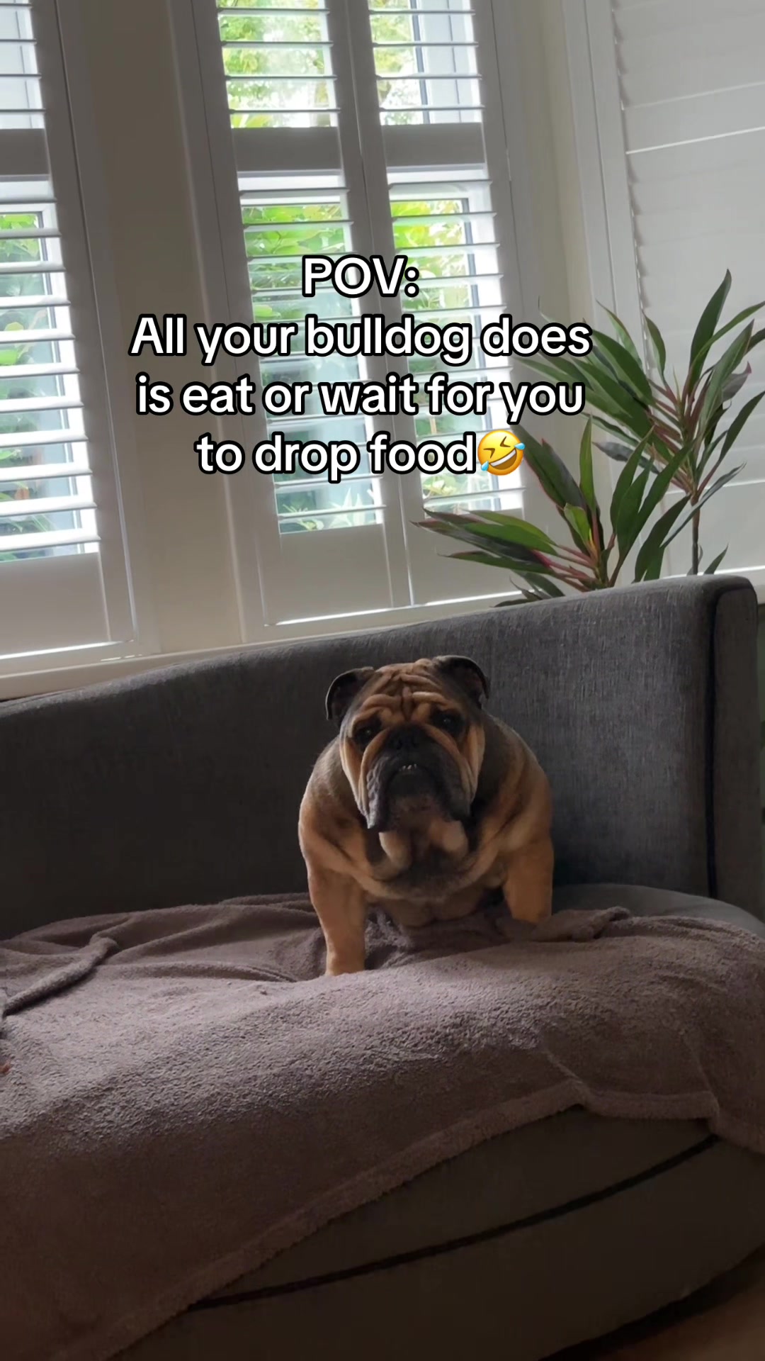 @Cooper the bulldog