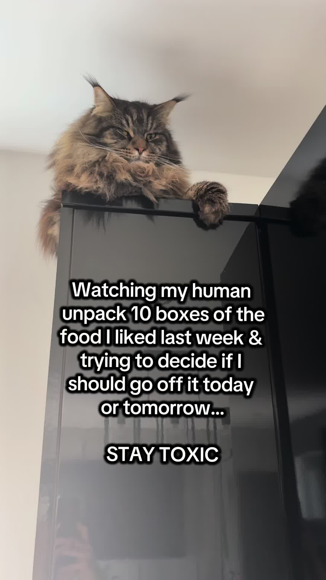 @Gus & Sully Maine Coon Boys