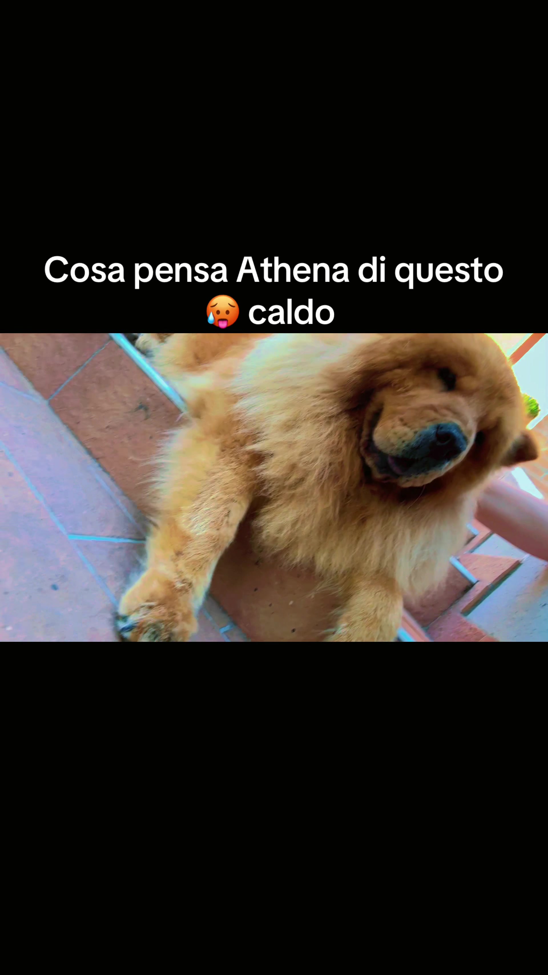 @Elisa Giacomelli♌️