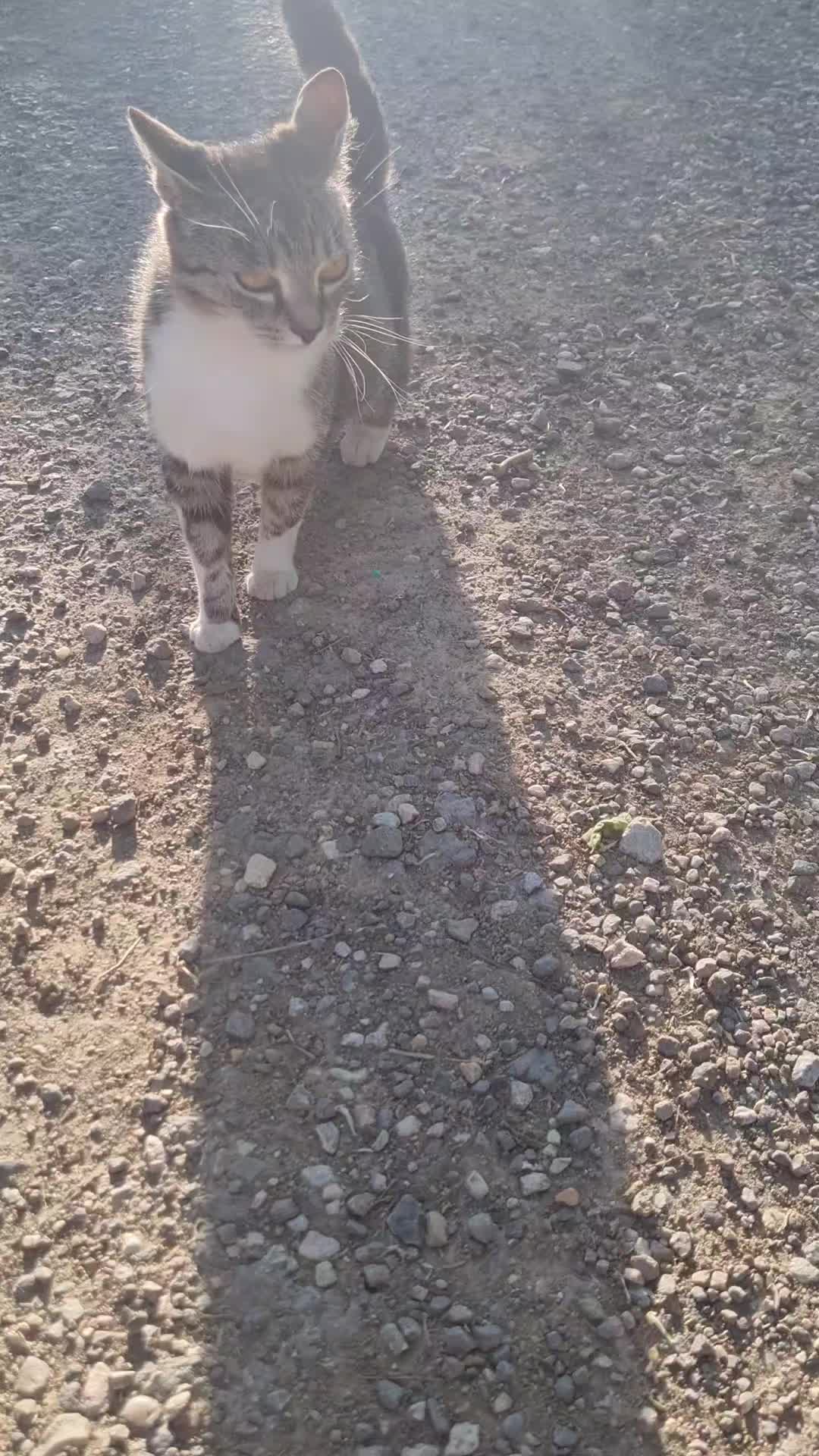 @Cat World