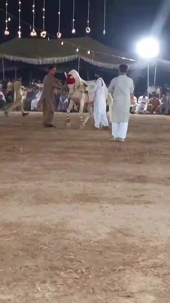 @horse dance #world