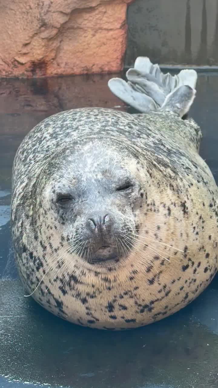 @🦭🦭