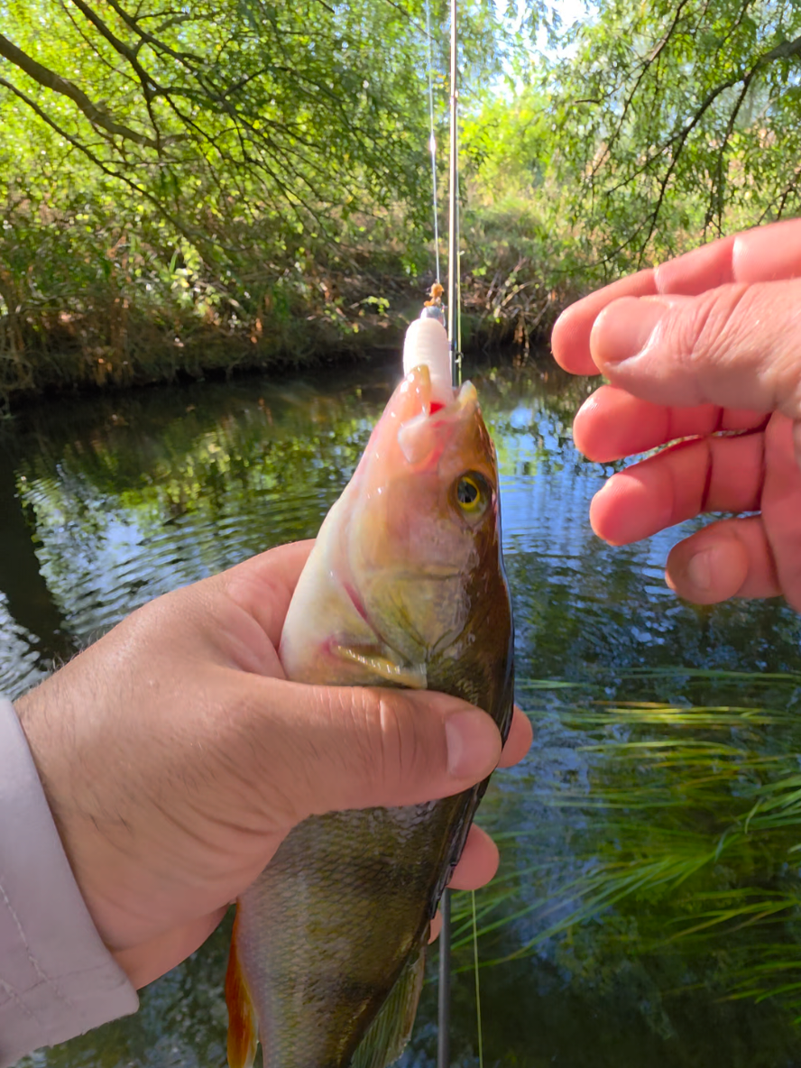 @BF Angler