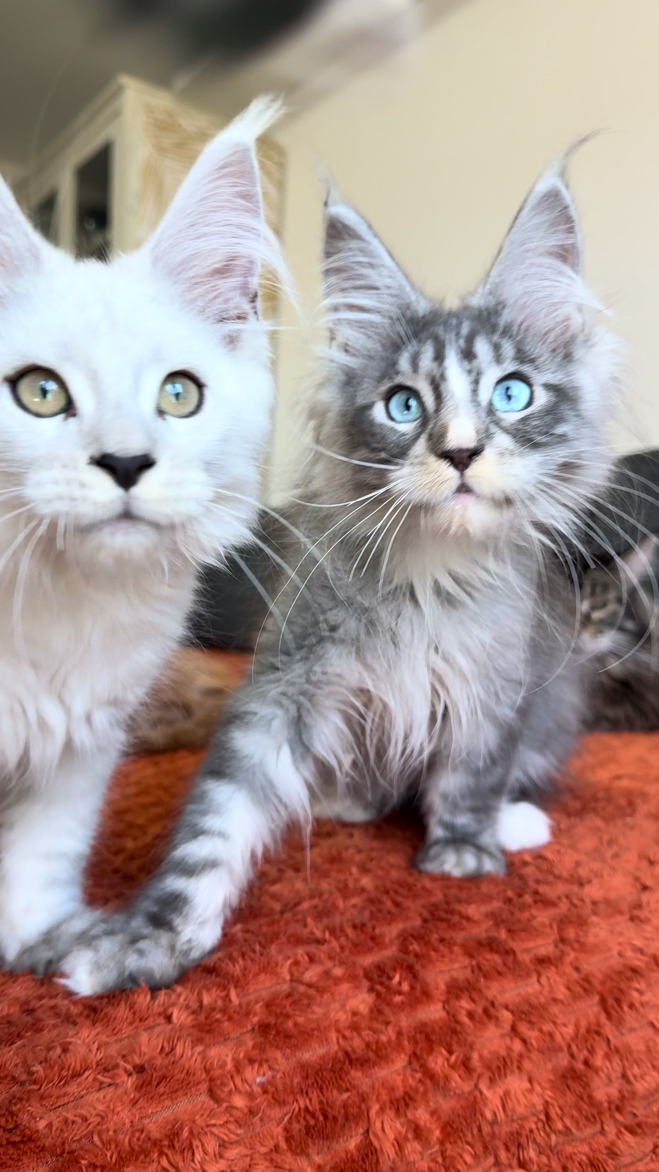 @WilderRegenbogenMaineCoon