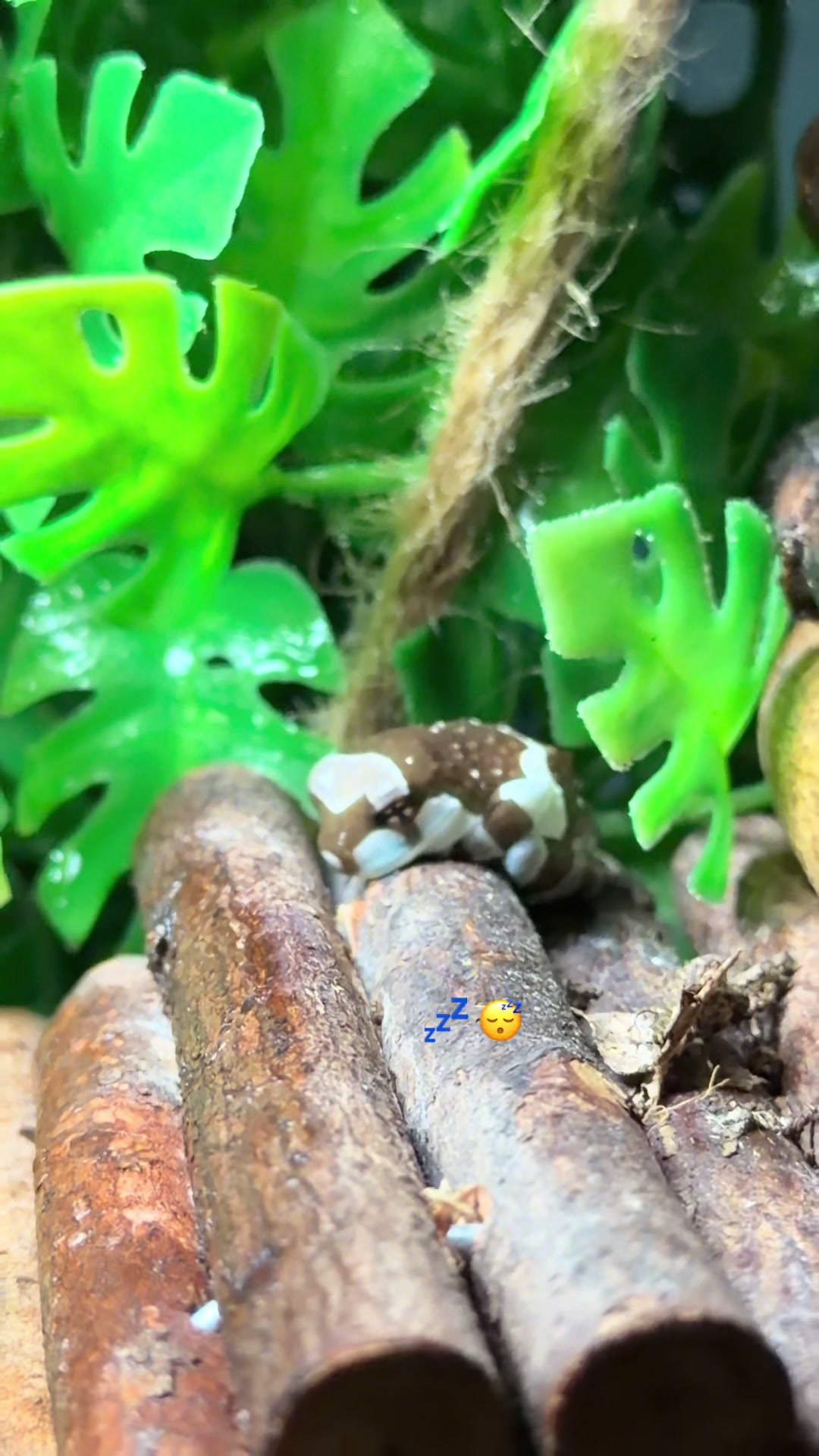 @frogsandoddities