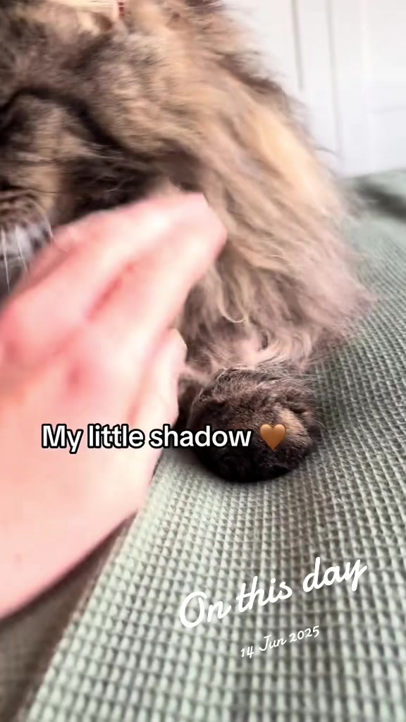 @Gus & Sully Maine Coon Boys