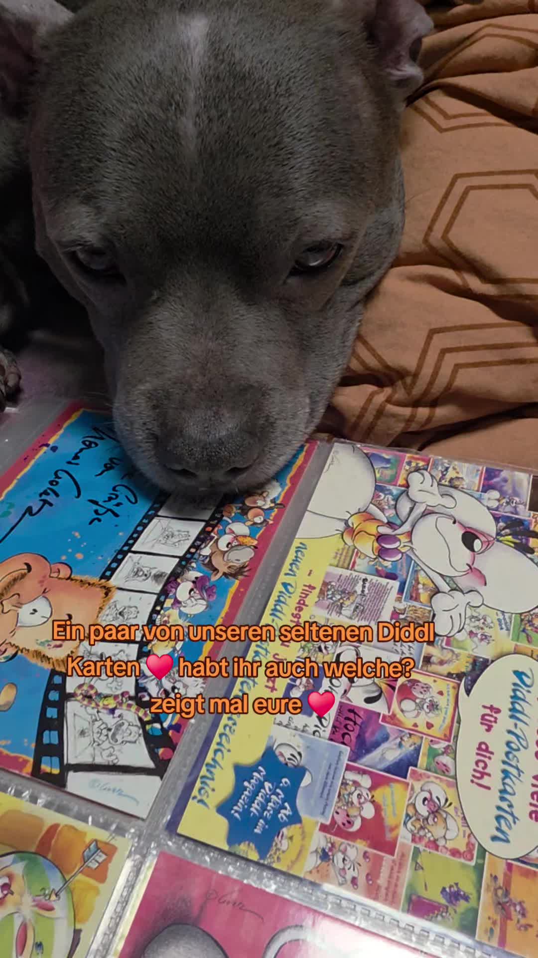 @Zara Alukanija Kiyomi 🐕🐾