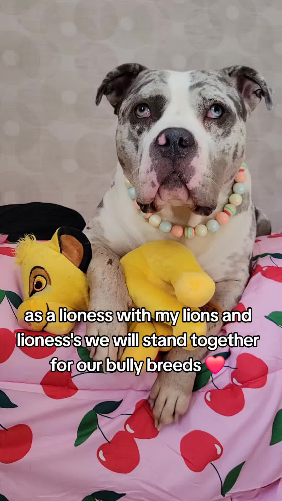 @kirsty+starlight the xl bully
