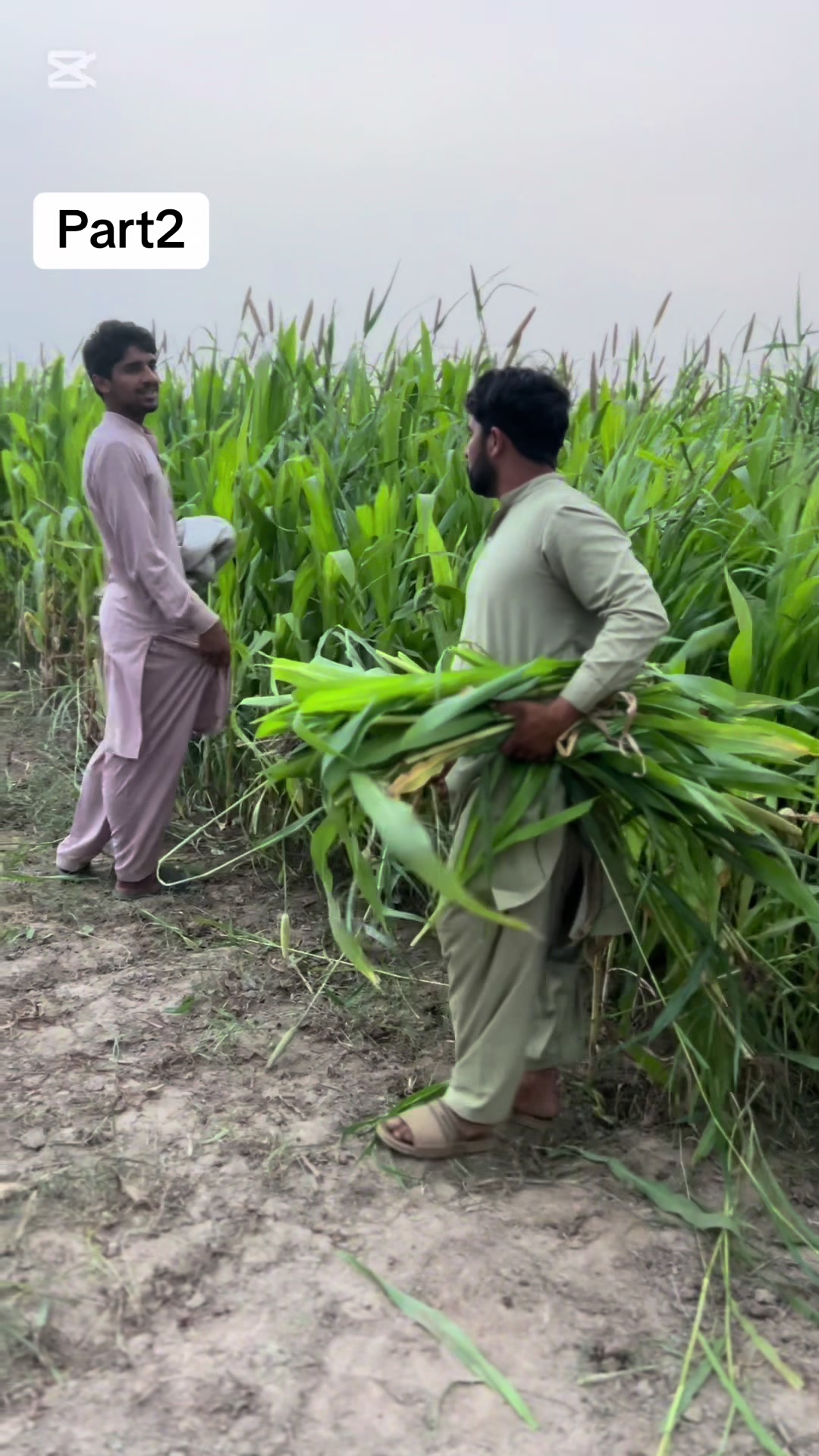 @پینڈو بوائز 378
