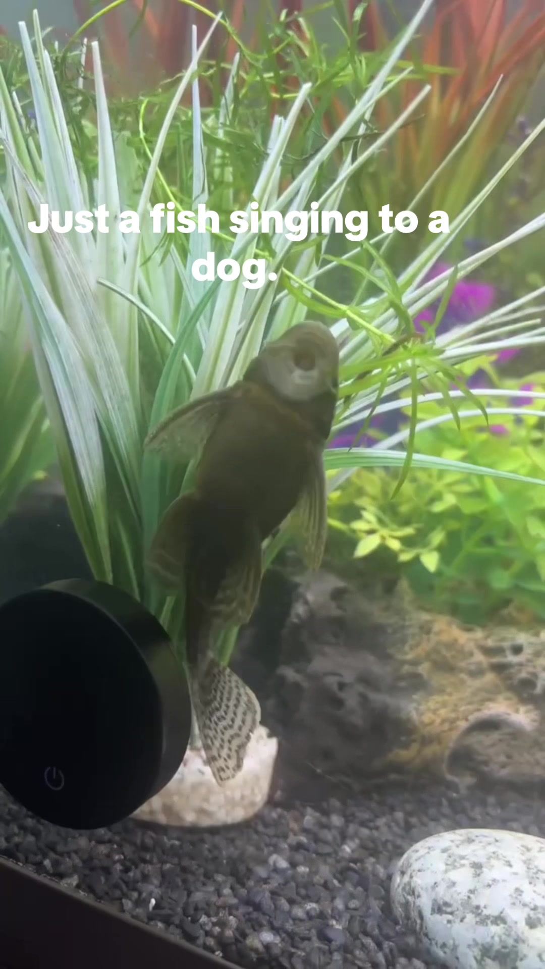 @Abel’s Antics