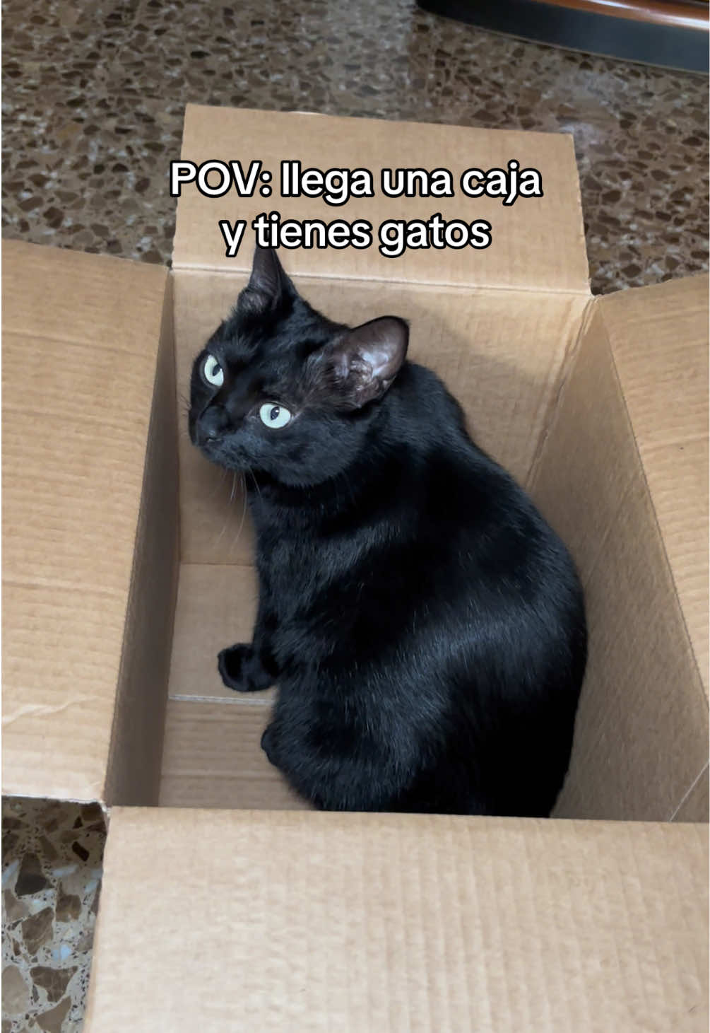 @BlackCatsMatter