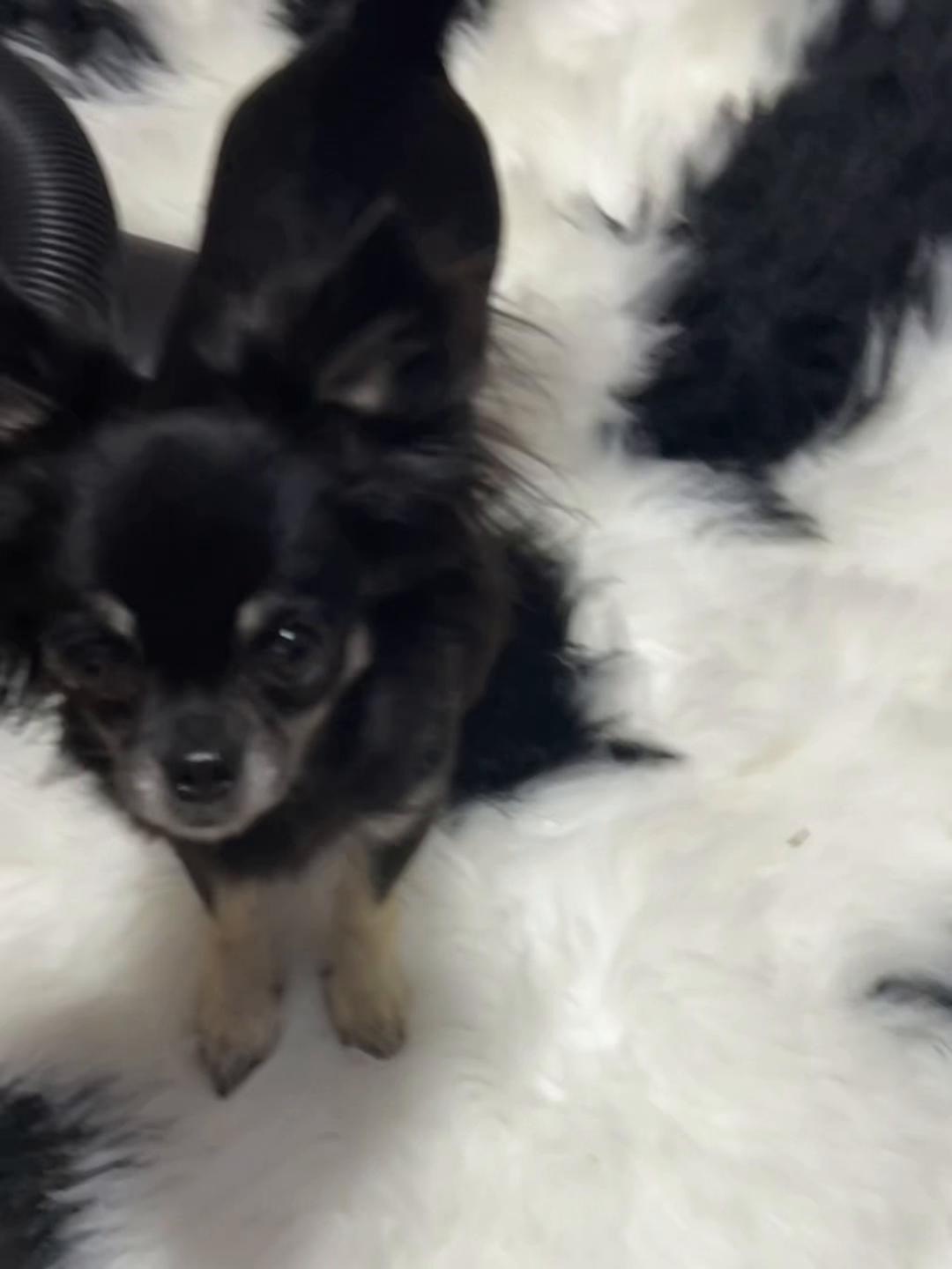 @tiktok-Taco Bell 🛎️