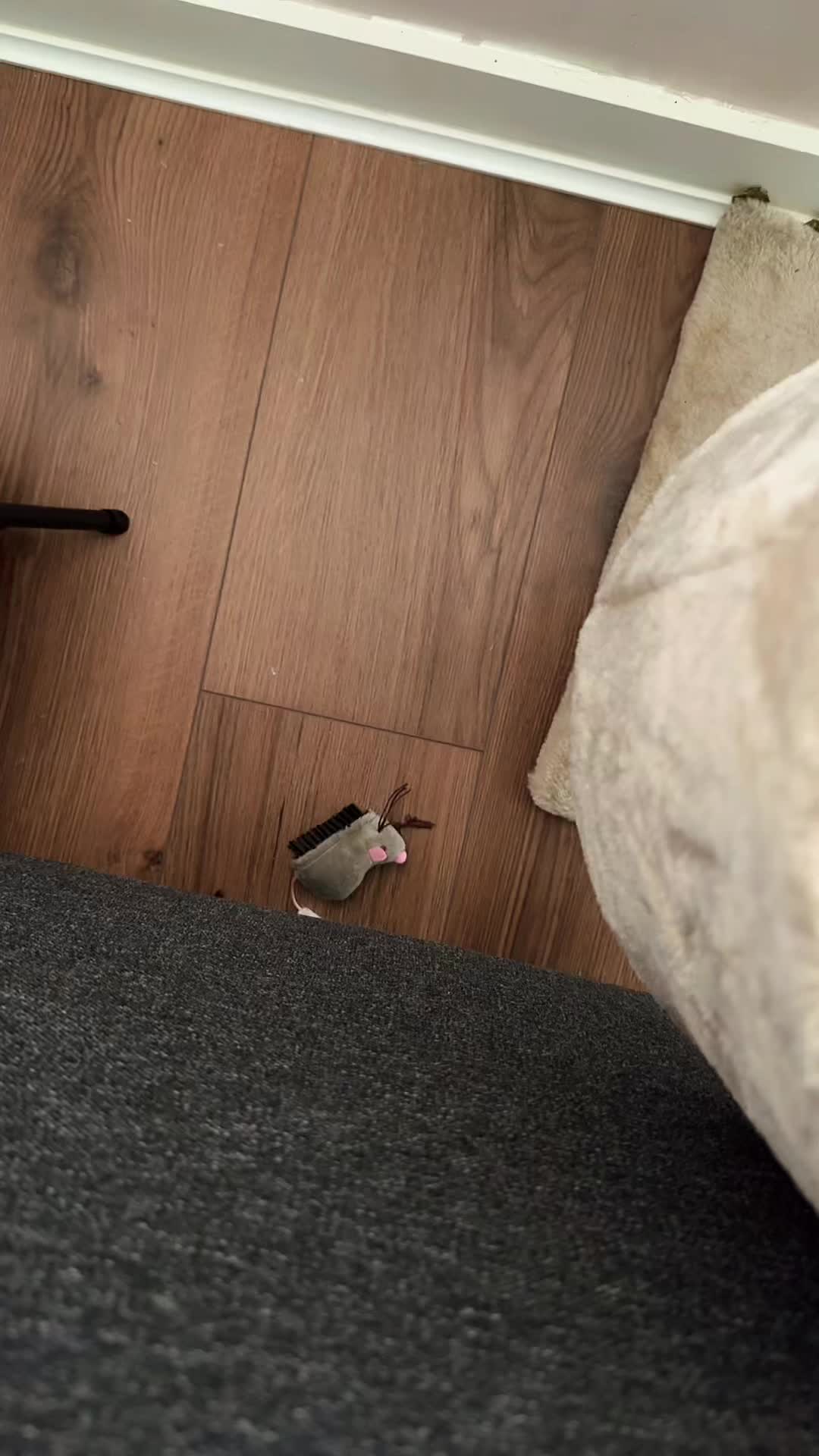 @StopImAlreadyDan