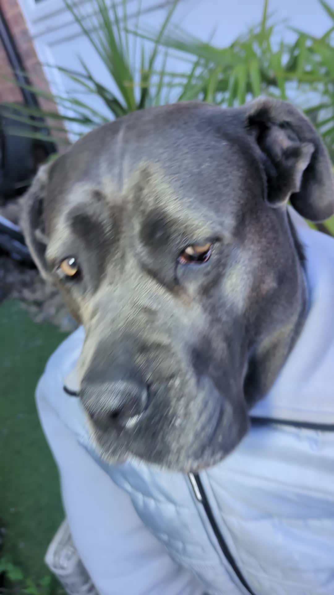 @mist_the_canecorso