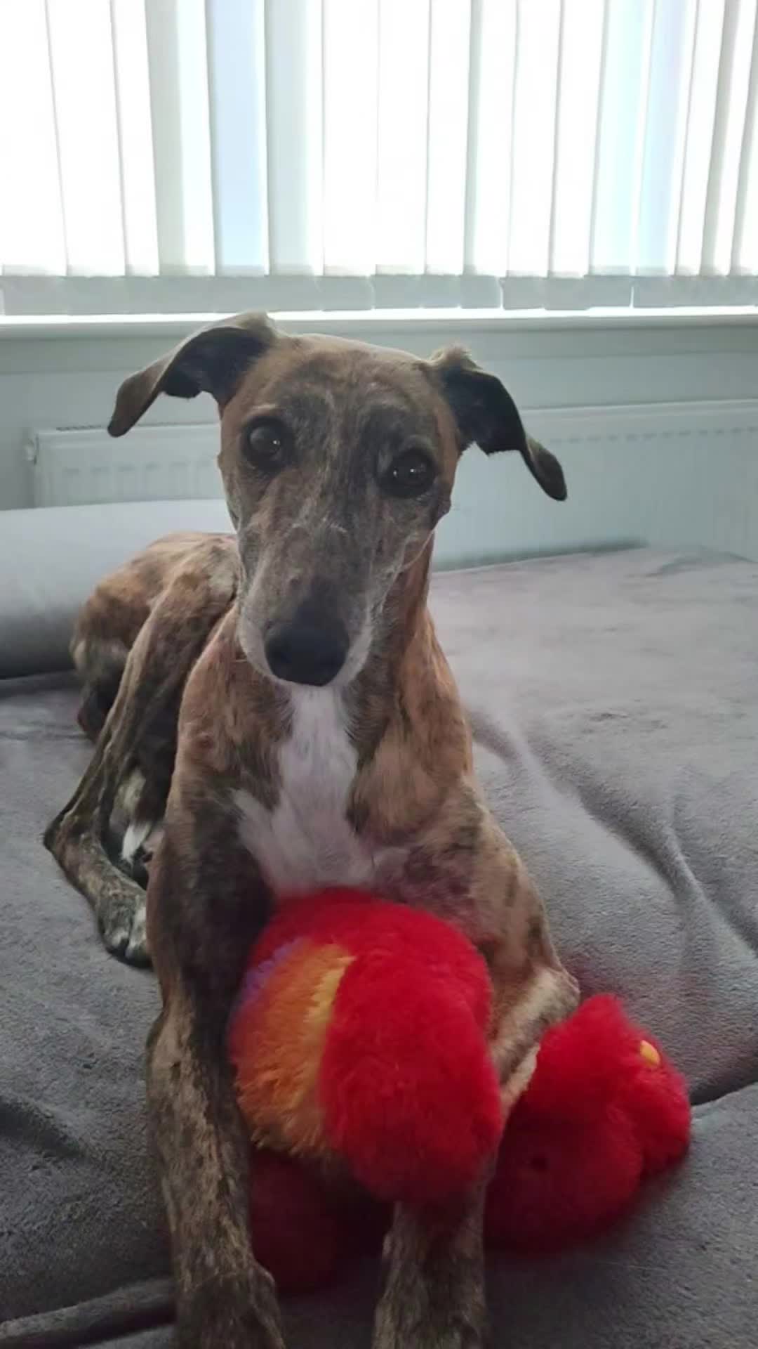 @LollyTheStrayDog