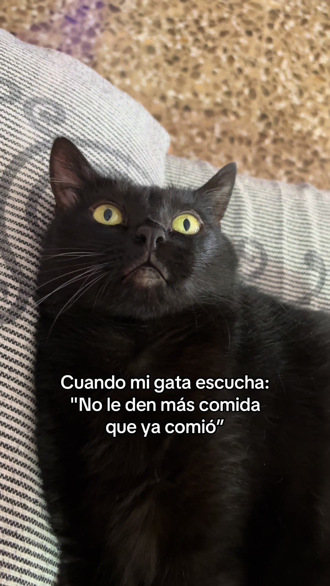 @BlackCatsMatter