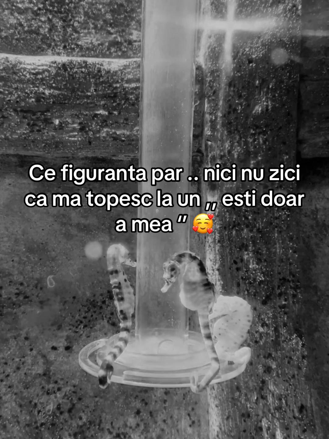 @Andreea